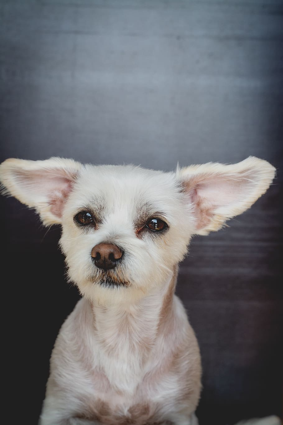 dog, maltese-havanese, hybrid, white, small, sweet, cute, animal, HD wallpaper