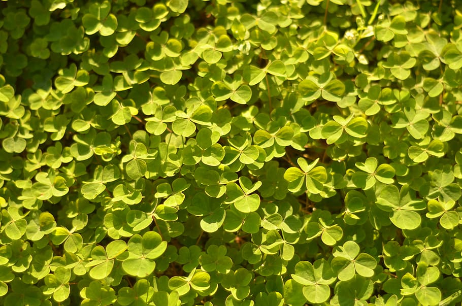 leaves, background, pattern, clover, green, green color, leaf HD wallpaper