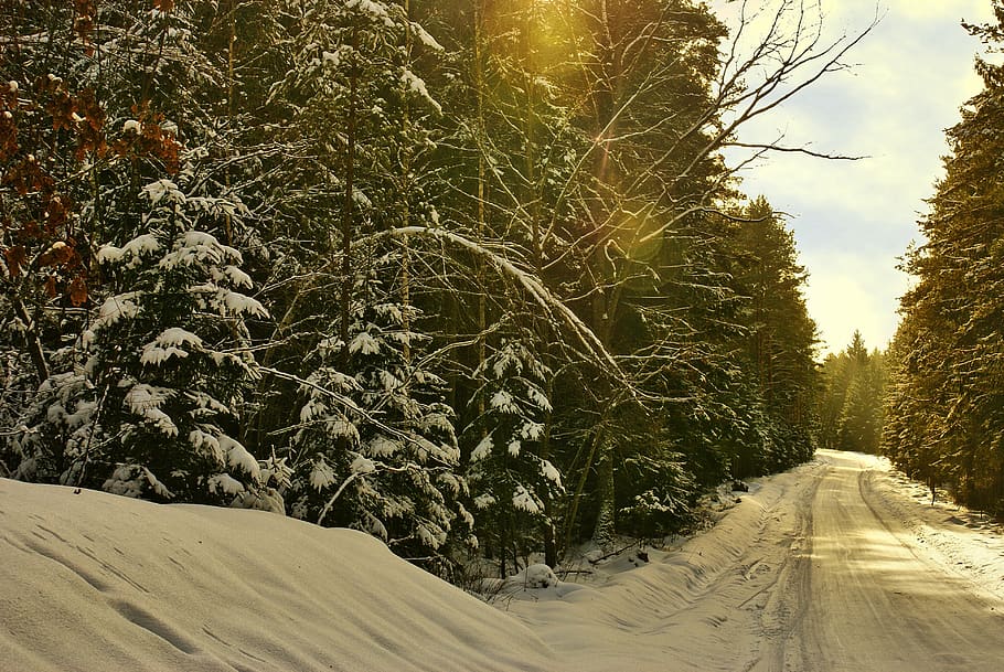 forest, way, winter, january, snow, road, landscape, tree, nature HD wallpaper