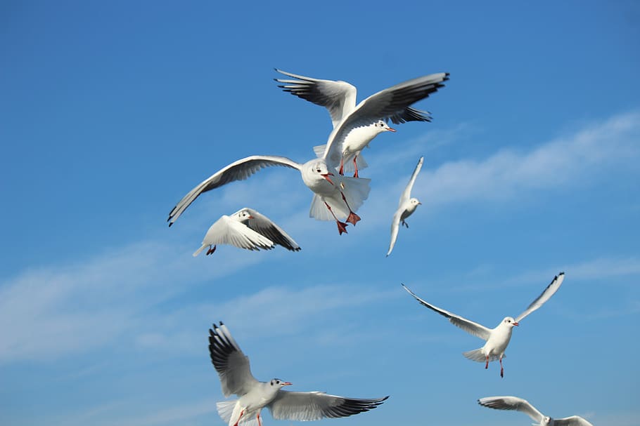 seagull, gulls, fight, herd, animal, animals, marine, bird, HD wallpaper