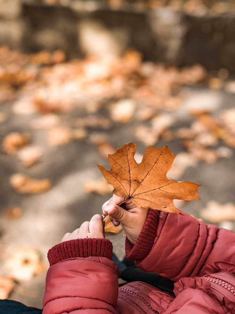 person holding leaf, plant, tree, maple leaf, kiev, ukraine, human HD wallpaper