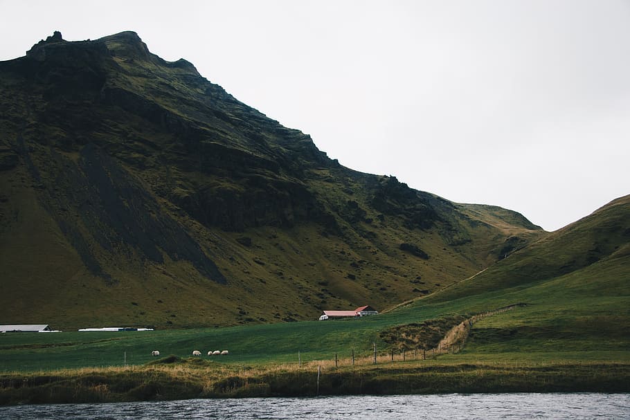 iceland, mountain, sheeps, beauty in nature, scenics - nature HD wallpaper