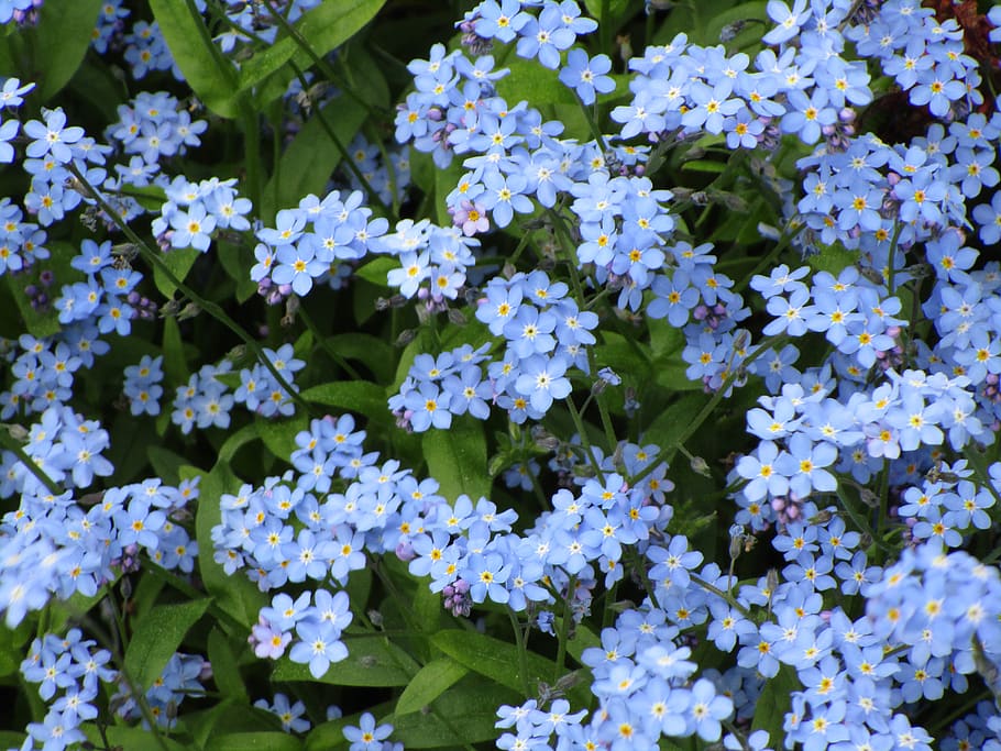 spring, garden, five petals, yellow, blue, forget-me-not, flower HD wallpaper