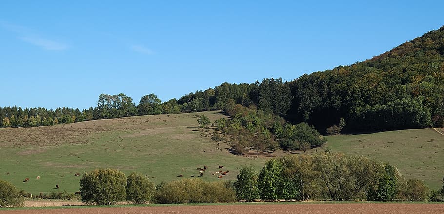 field, forest, reported, cows, sky, autumn, tree, plant, scenics - nature HD wallpaper