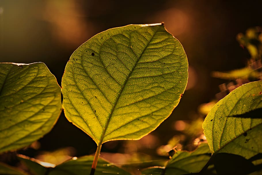 leaf, foliage, vein, pattern, branch, texture, nature, plant part HD wallpaper