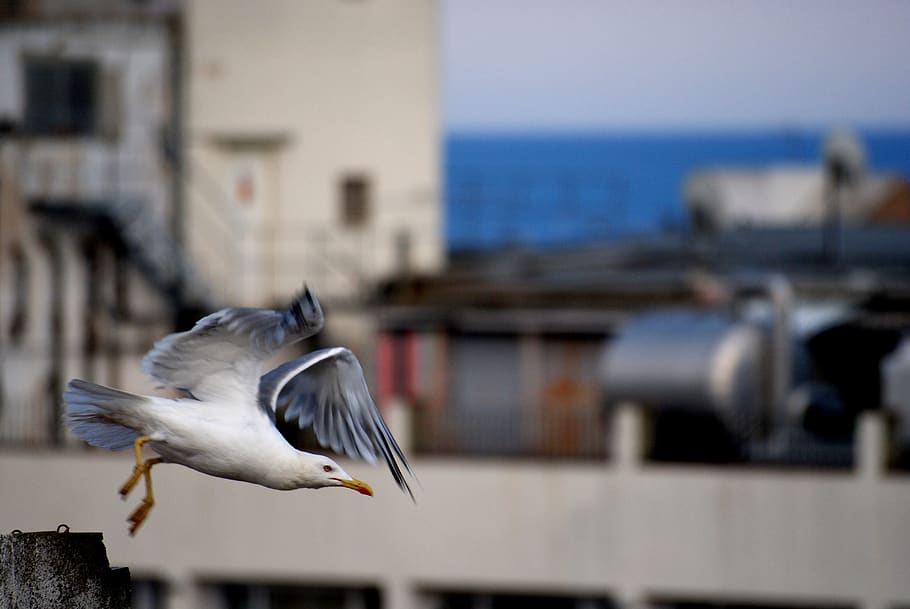 takeoff, flight, seagull, wings, cornice, terrace, roof, ave HD wallpaper