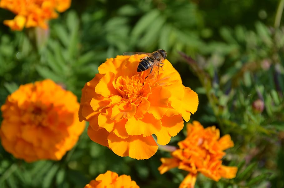 bee, flower, insect, flora, supplies, summer, orange, flowering plant HD wallpaper