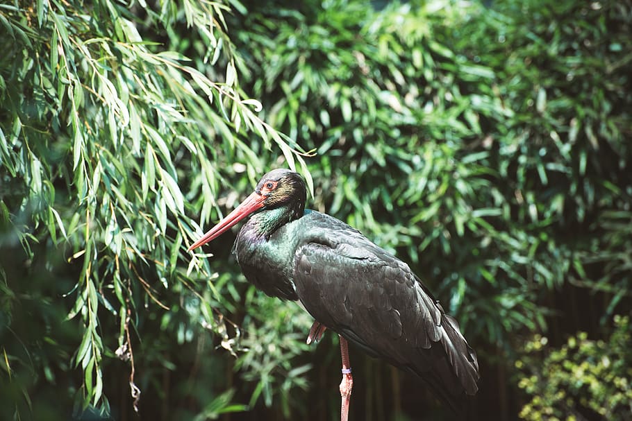 bird, large, black, water bird, animal, bill, nature, feather HD wallpaper