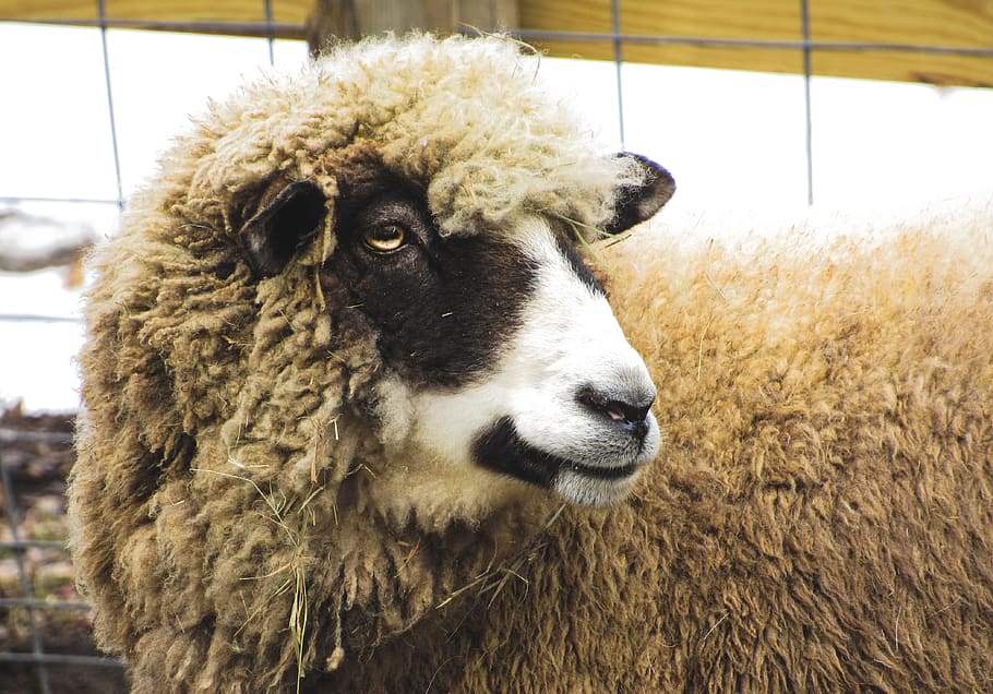 sheep, wool, eyes, legitimate, animal themes, mammal, livestock HD wallpaper