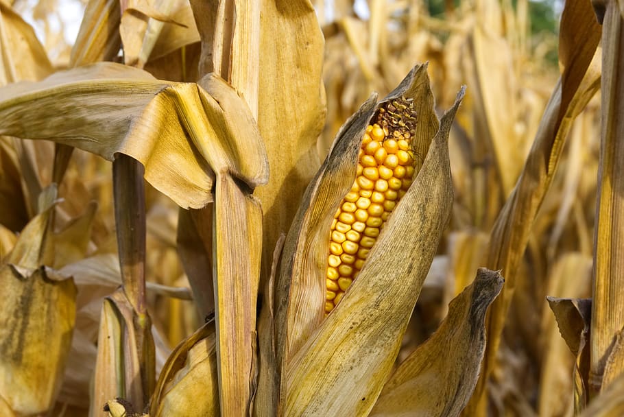 corn, corn on the cob, close up, yellow, harvest, ripe, food HD wallpaper