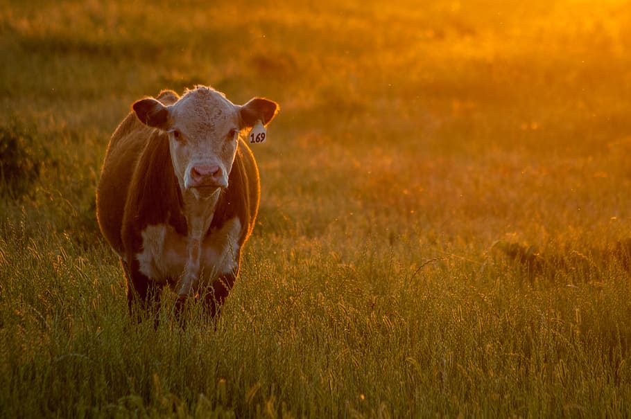 brown and white cow on green grass field, animal, farm, sunrise