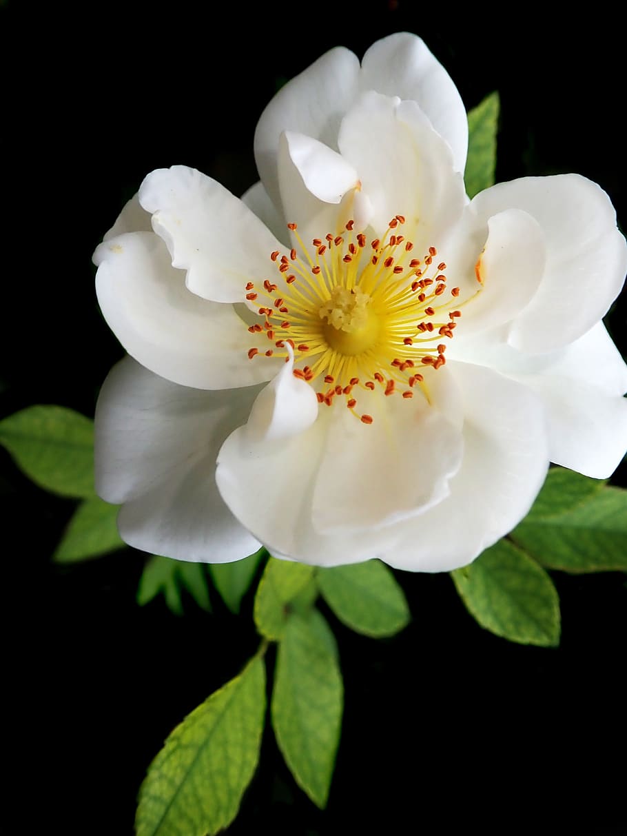 rose, white, flower, perfume, garden, nature, flowering plant HD wallpaper