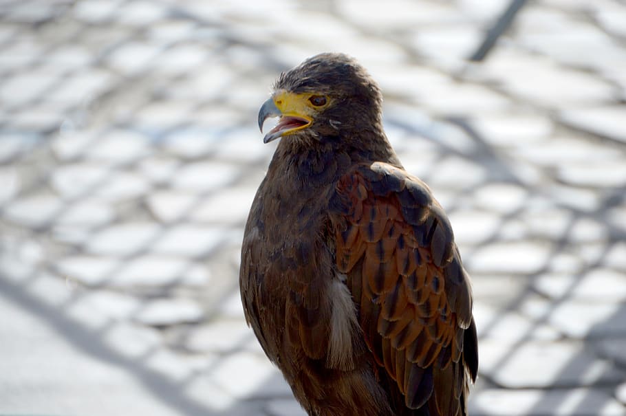 buzzard, falcon, bird, predator, prey, pen, beak, wild, falconry HD wallpaper