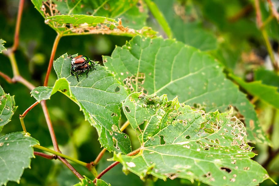 insect, nature, forest, butterfly, flower, fauna, colorful HD wallpaper