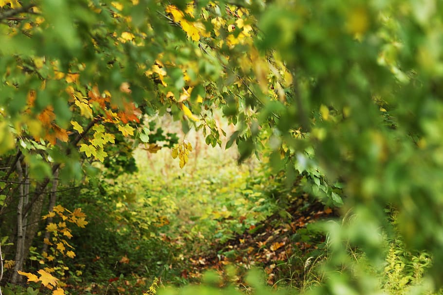 autumn, fall, landscape, nature, leaves, forrest, plant, growth HD wallpaper