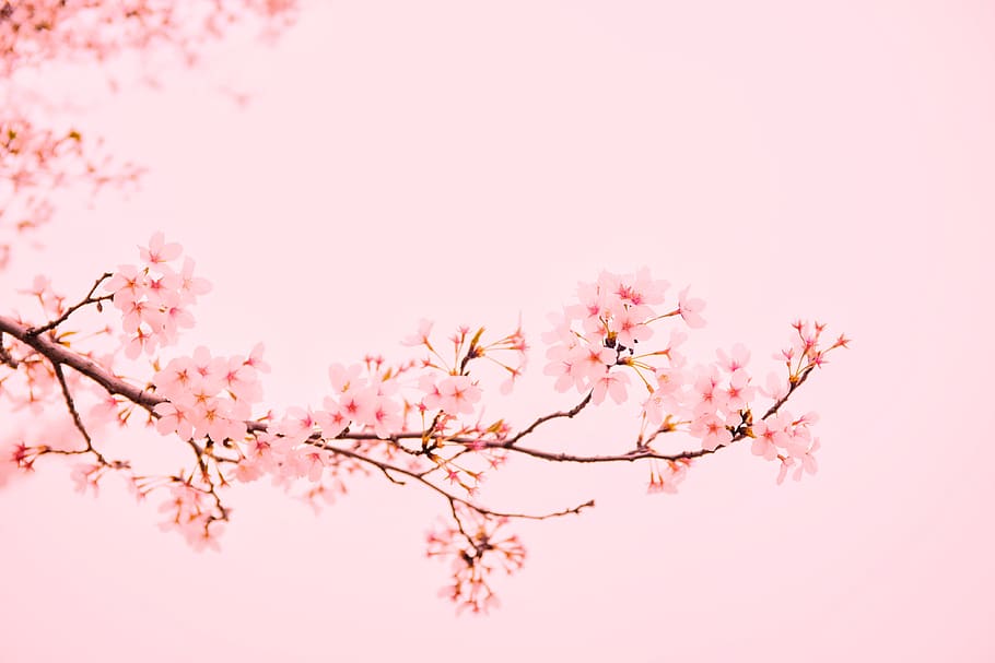 pink flowers at bloom, pink color, plant, flowering plant, freshness HD wallpaper