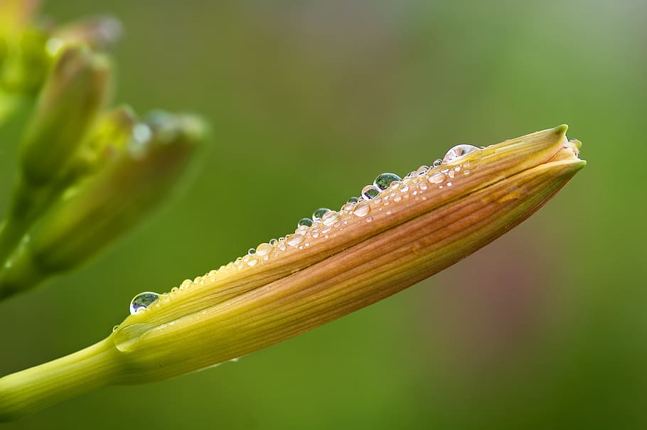 Green and Yellow Plant Selective Focus Photography, bloom, blossom HD wallpaper
