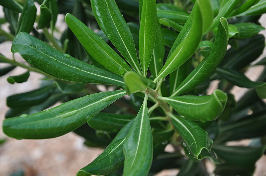 plant, green, nature, green color, growth, leaf, plant part HD wallpaper