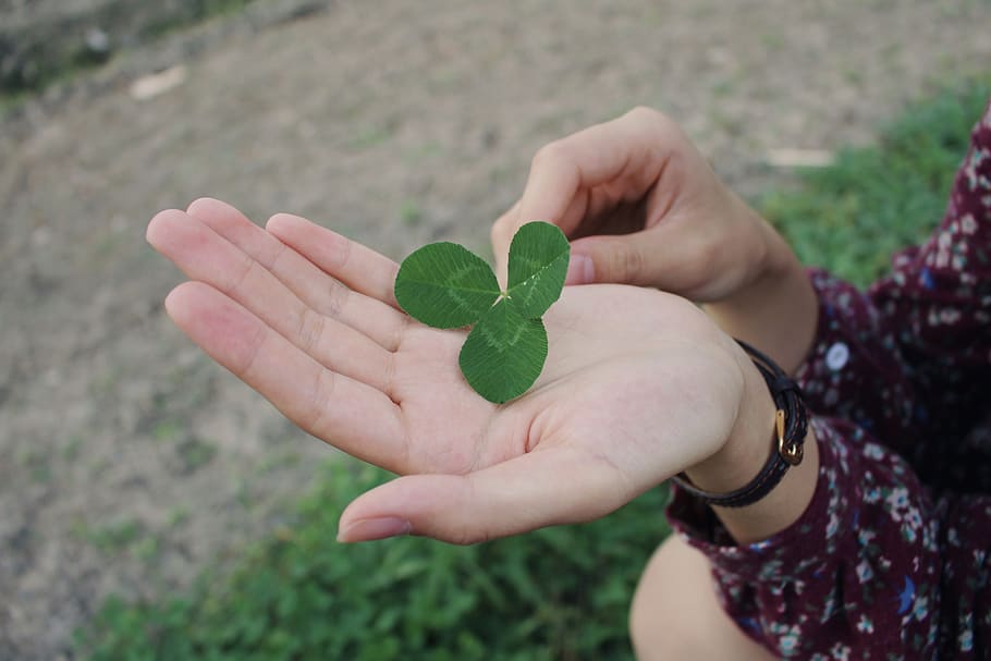 memory, plants, human hand, leaf, holding, human body part HD wallpaper