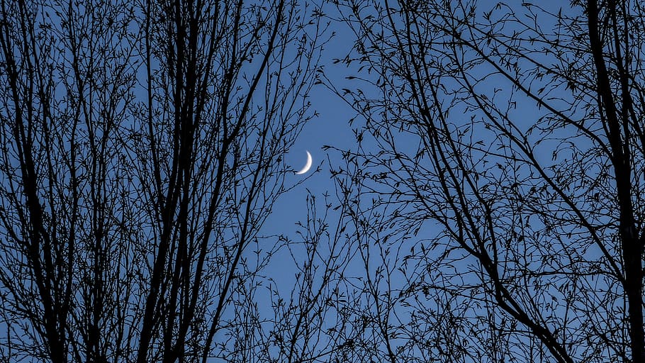 canada, canmore, tree, trees, branches, moonlight, night, evening HD wallpaper