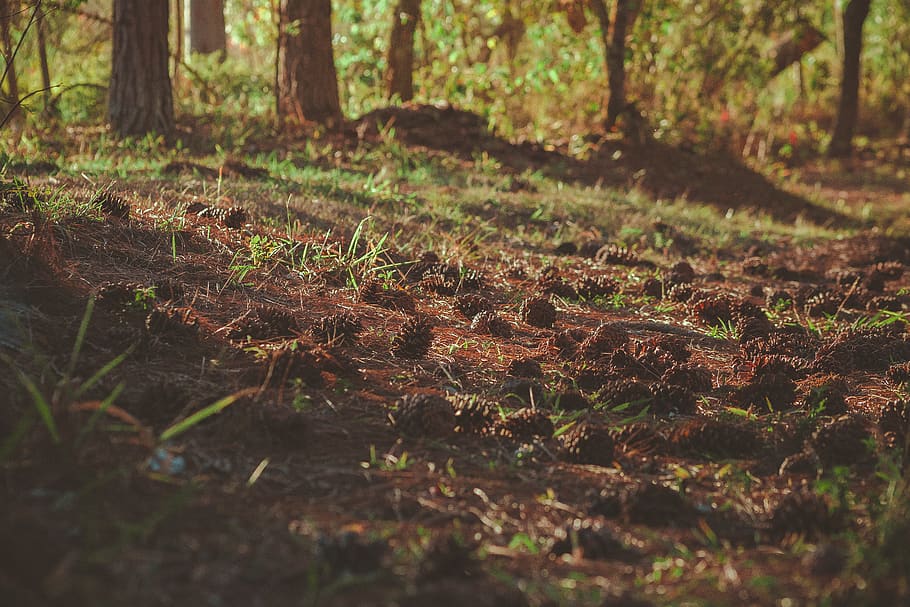 Green Grass Field, color, daylight, environment, ground, growth HD wallpaper