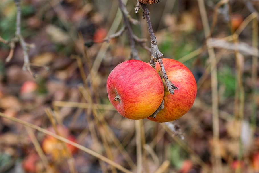 apple, close up, fruit, red, apple tree, nature, ripe, fruits HD wallpaper