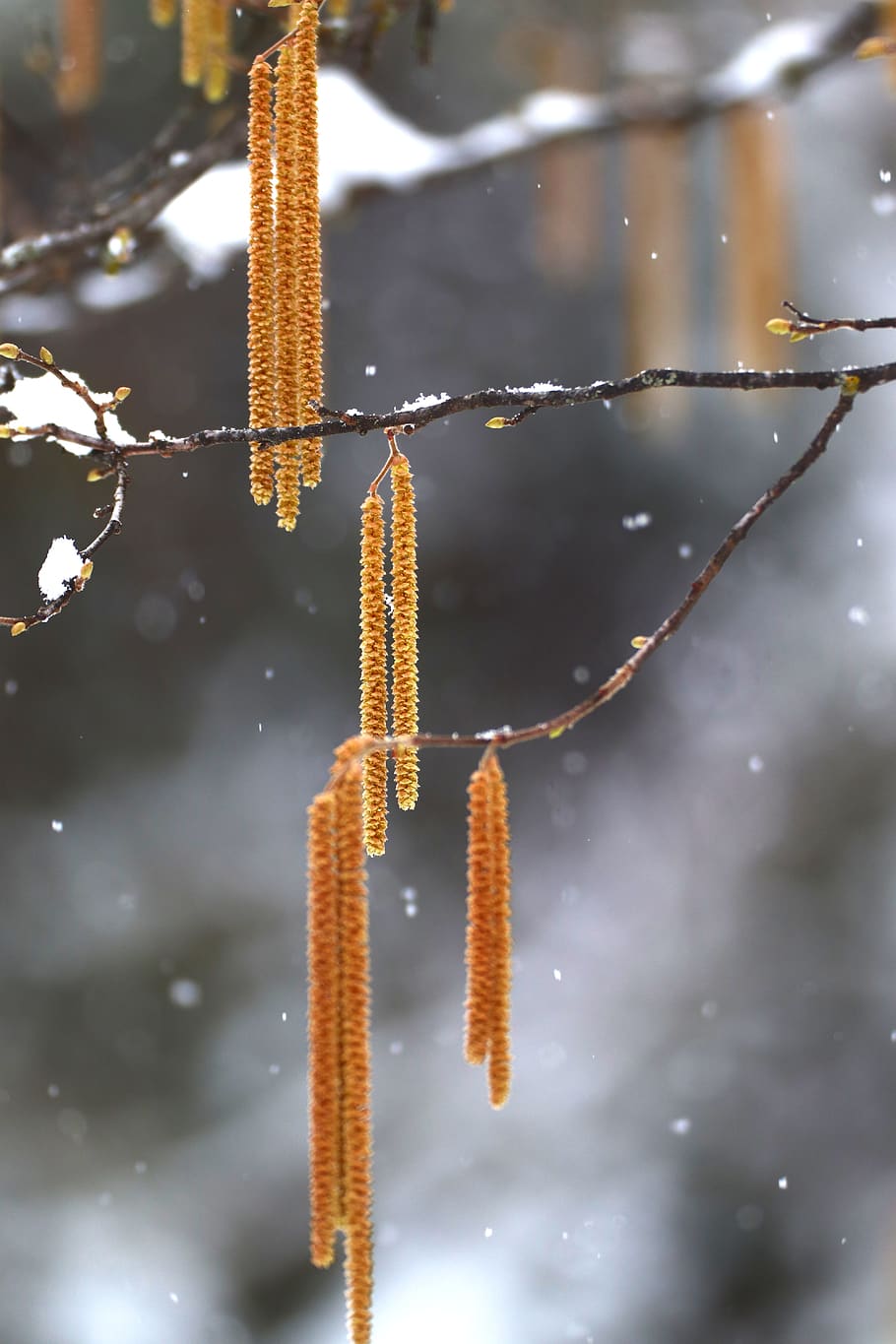 snow, branch, winter, white, snowy, wintry, cold temperature HD wallpaper