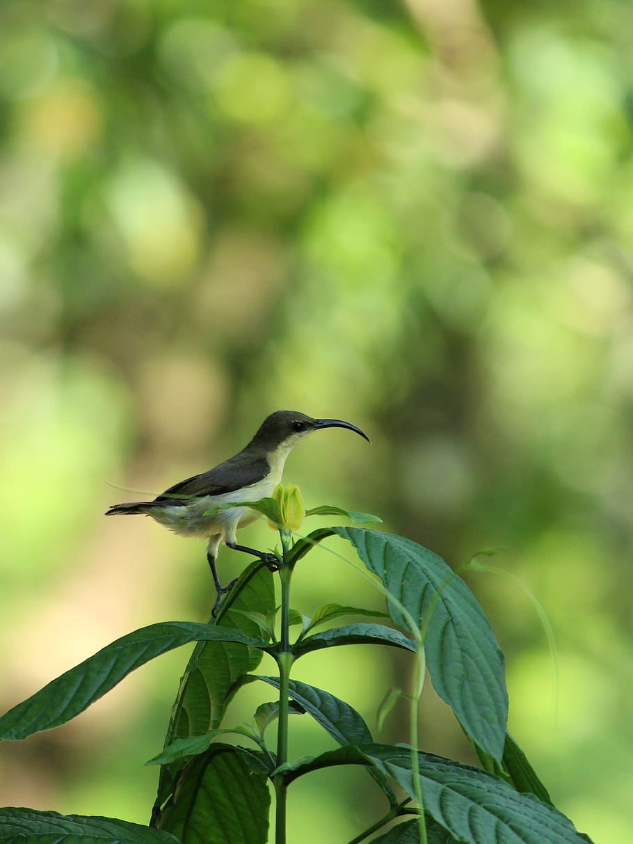 sunbird, avian, small, female, standing, purple, yellow, green HD wallpaper