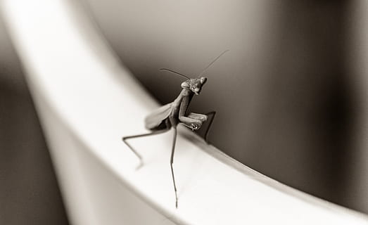 praying mantis, bug, insect, black and white, monochrome, mood HD wallpaper