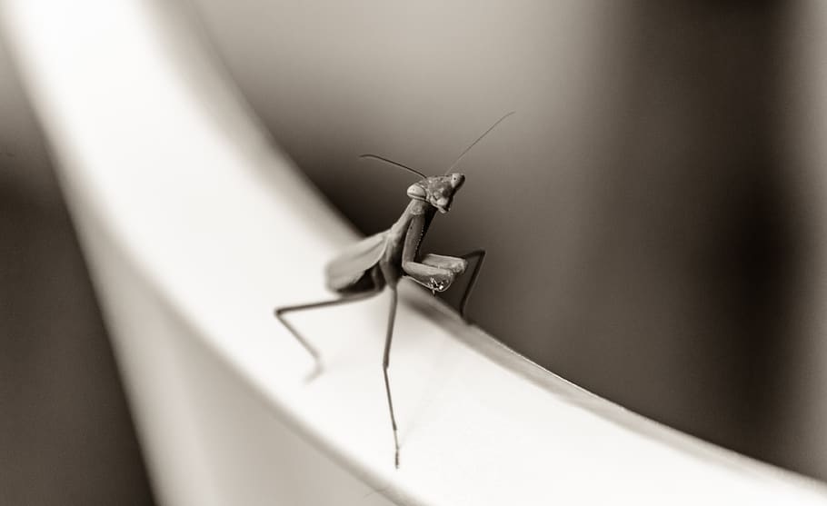 praying mantis, bug, insect, black and white, monochrome, mood HD wallpaper