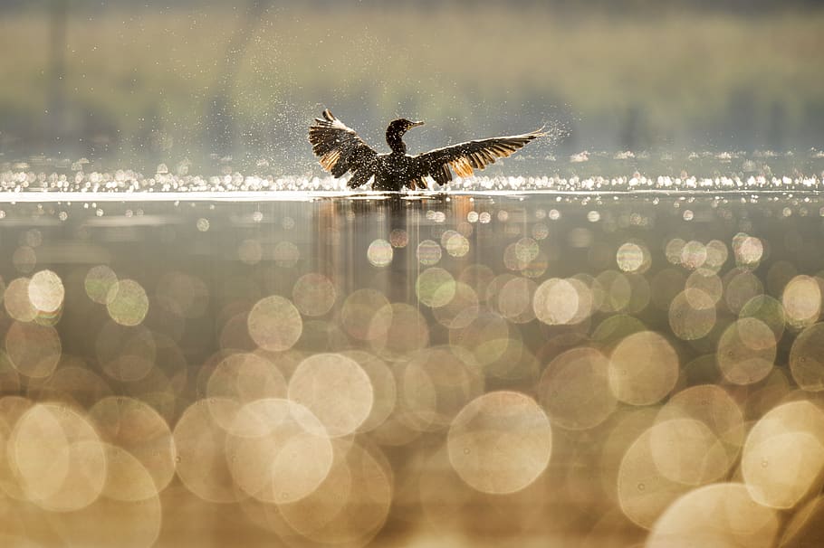 bird, duck, wings, blur, bokeh, lake, nature, river, sunrise HD wallpaper