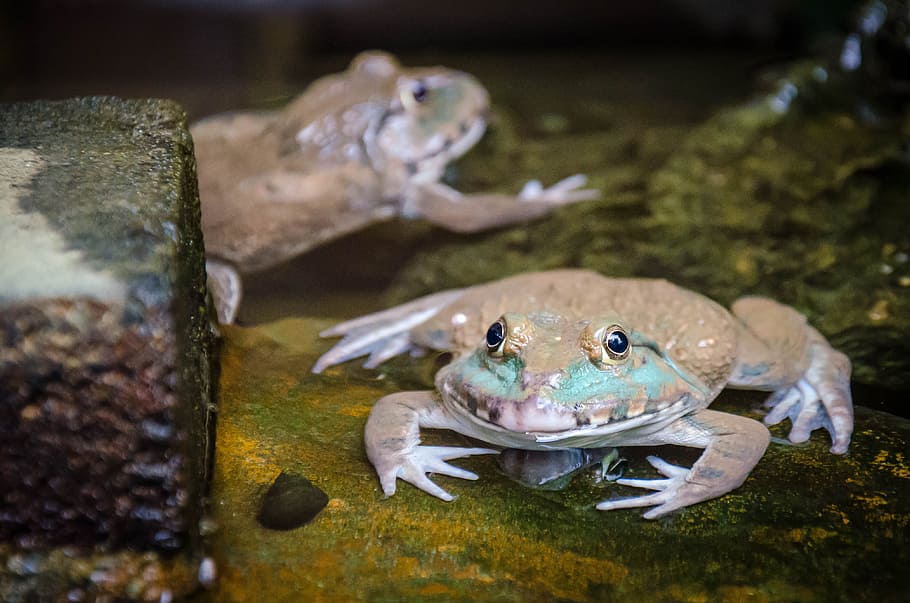 Frog in Thailand, green, animal, amphibian, wildlife, nature, HD wallpaper