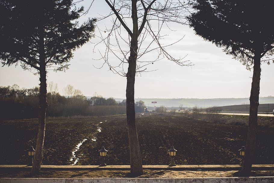 turkey, tekirdağ, tekirdag, trees, brown light, on the road HD wallpaper