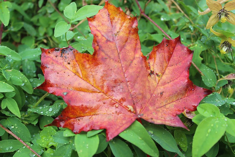 maple leaf, autumn, fall foliage, color, colorful, nature, plant part HD wallpaper