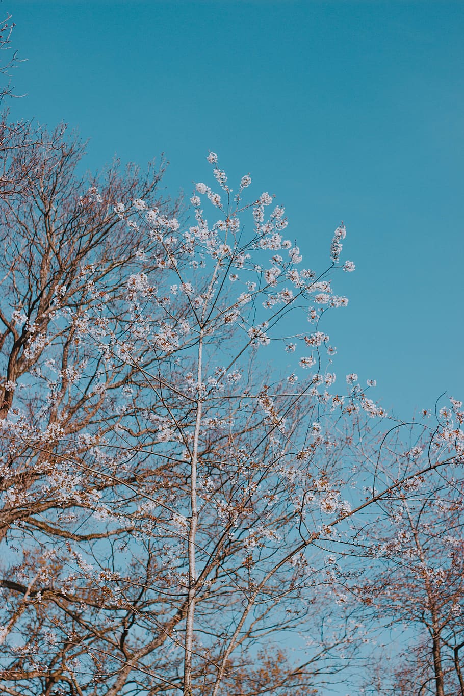 blooming white cherry blossoms, tree, sky, plant, low angle view HD wallpaper