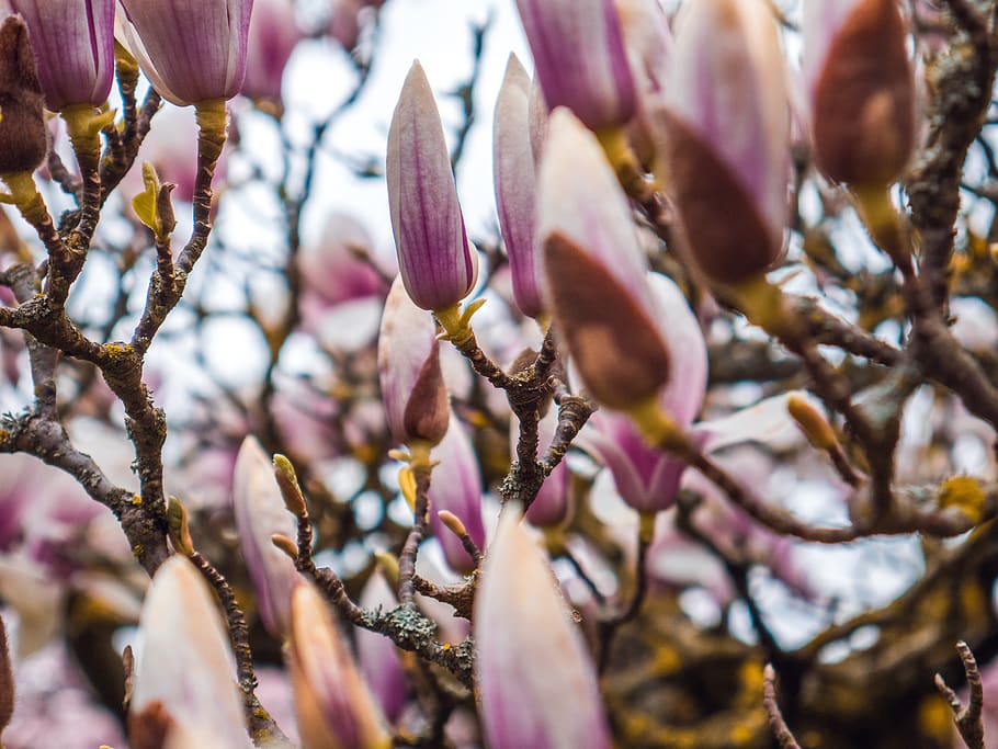 magnolia, blossom, bloom, tree, spring, magnolia blossom, nature HD wallpaper