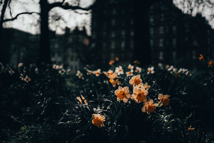 plant, flower, blossom, daffodil, petal, travel, buildings