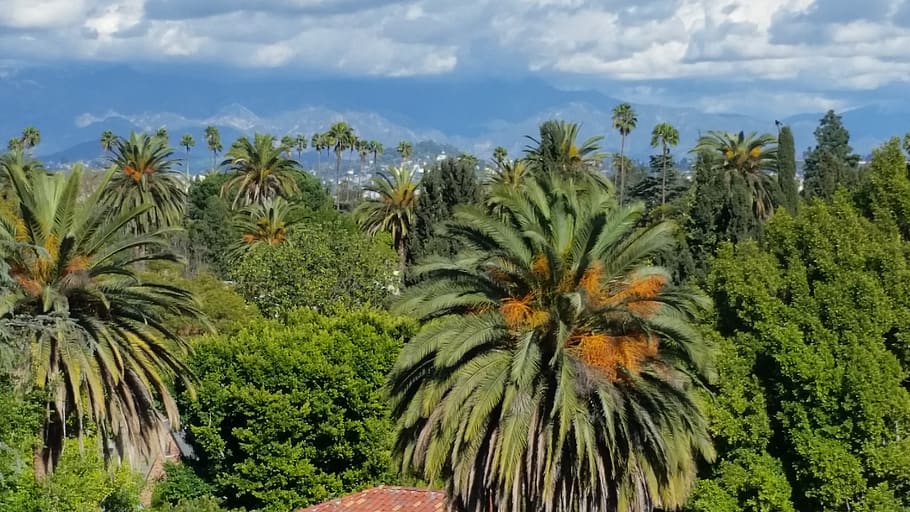 plant, vegetation, tree, palm tree, arecaceae, bush, outdoors HD wallpaper