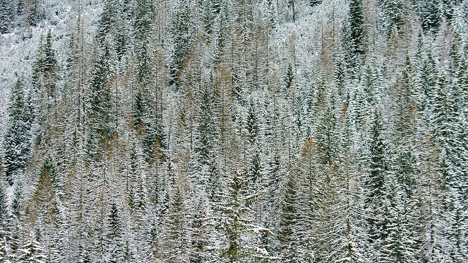 snow covered pine trees during day, plant, nature, outdoors, ice HD wallpaper