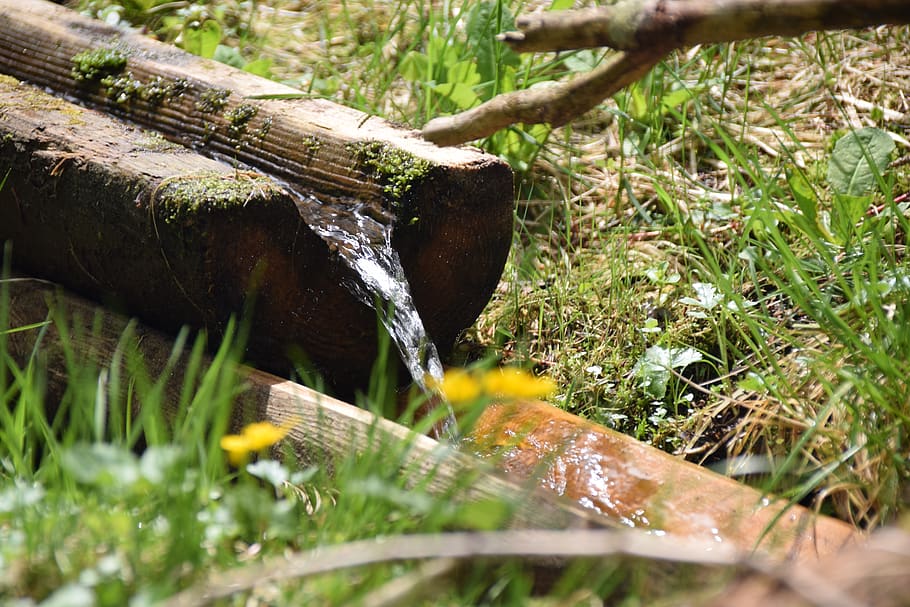water, flow, nature, clear, charming, forest, plant, growth HD wallpaper