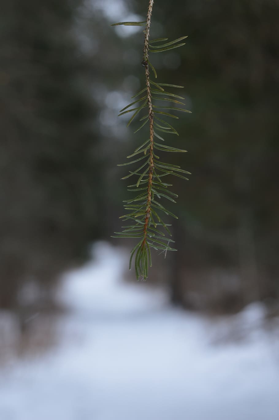 pine needles, pine tree, trees, path, snowy, winter, outdoors HD wallpaper