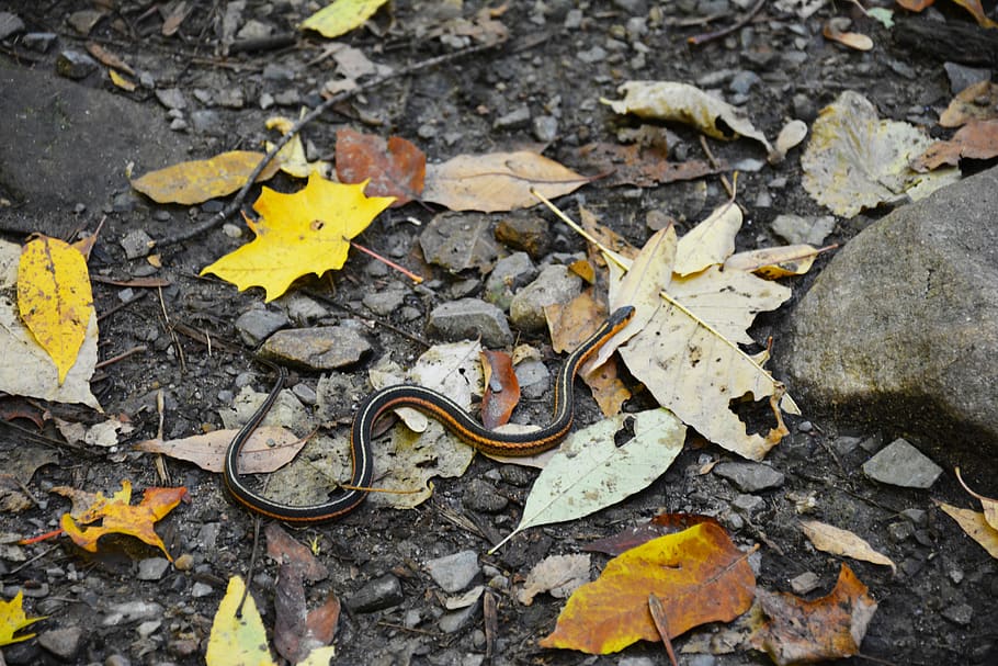 canada, oka, parc national d'oka, snake, autumn, leaf, forest, HD wallpaper