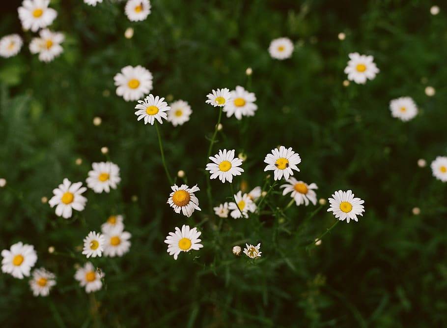 flowers, daisies, flowering plant, freshness, fragility, vulnerability HD wallpaper