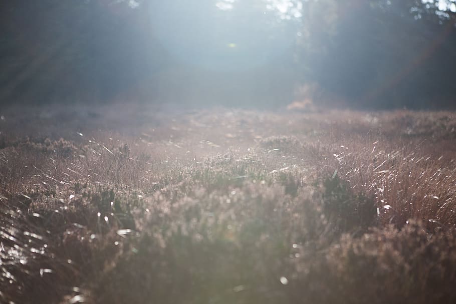 germany, forest, meadow, sunset, flare, plant, land, nature HD wallpaper
