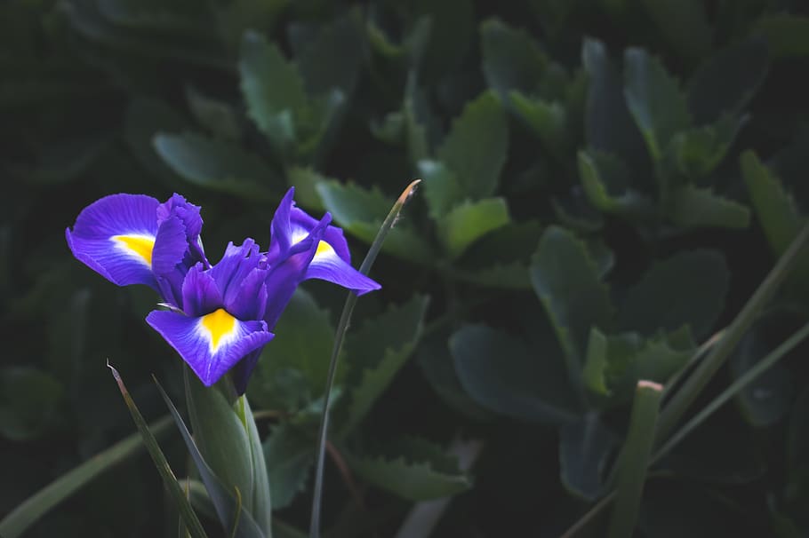 flower, purple, flowers, spring, flowering plant, freshness HD wallpaper