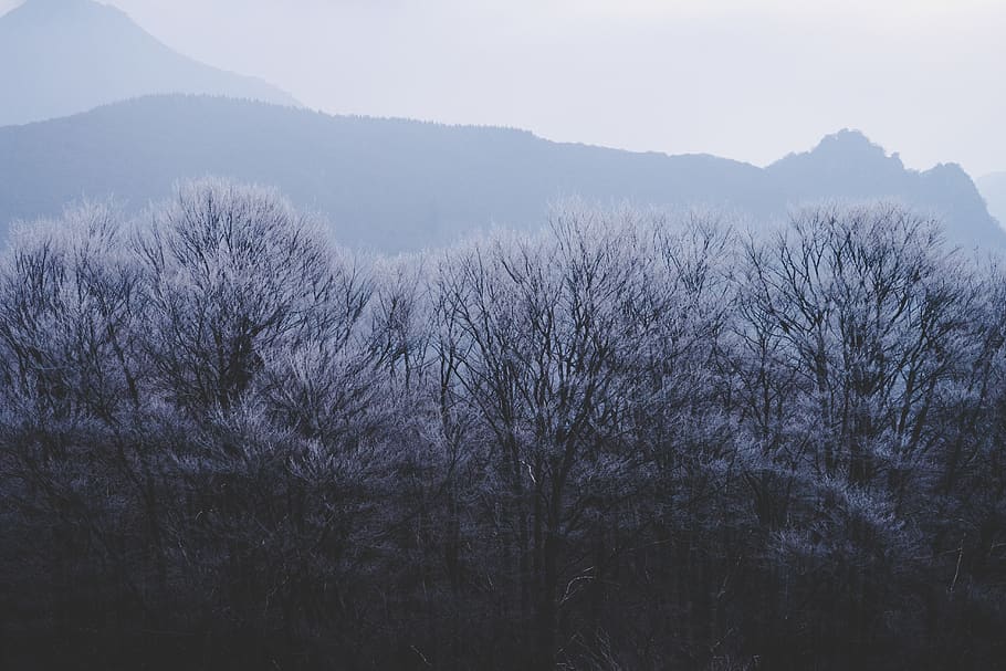 forest during daytime, cold, trees wallpaper, nature wallpaper HD wallpaper
