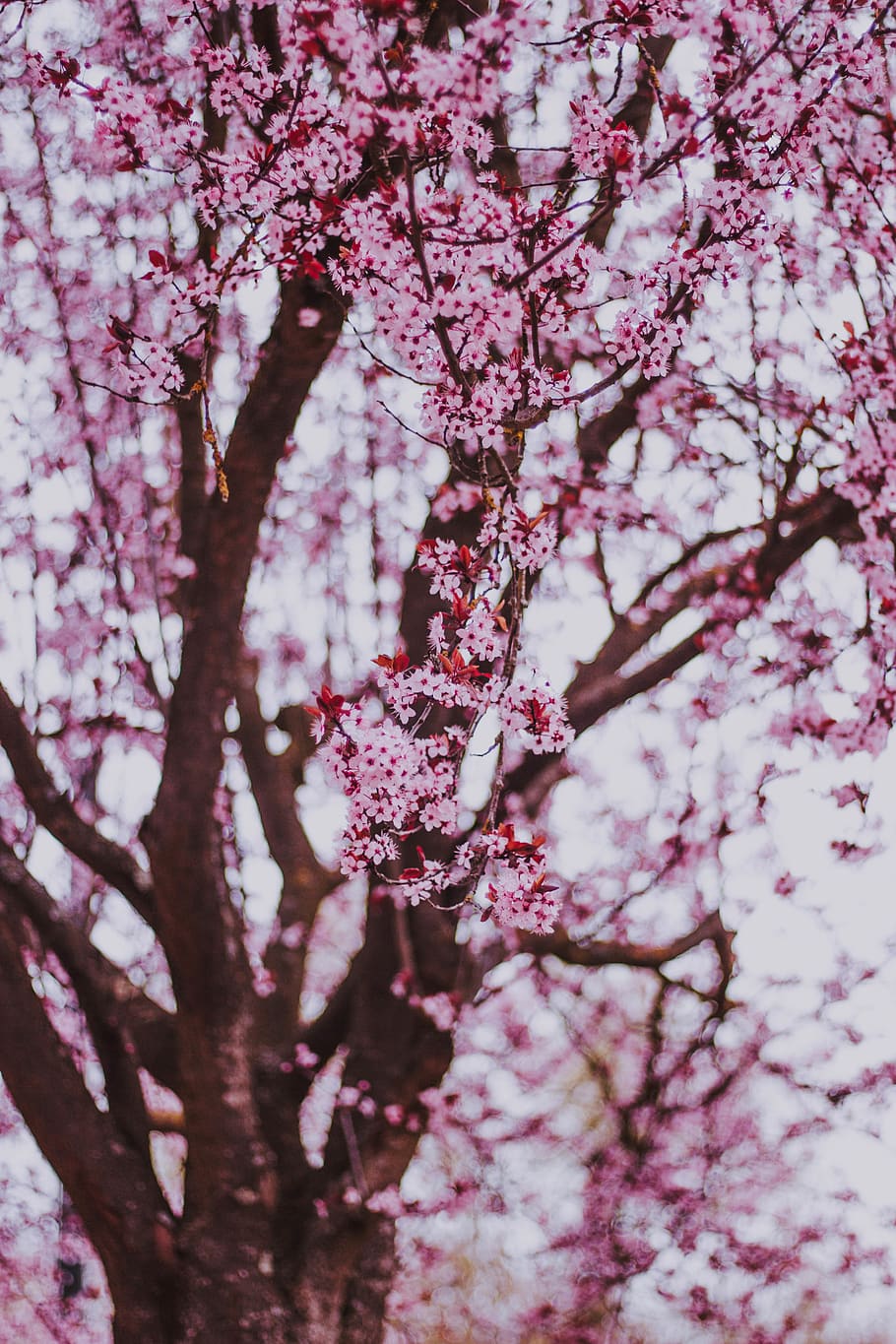 cherry blossom tree, plant, flower, flowering plant, branch, growth HD wallpaper