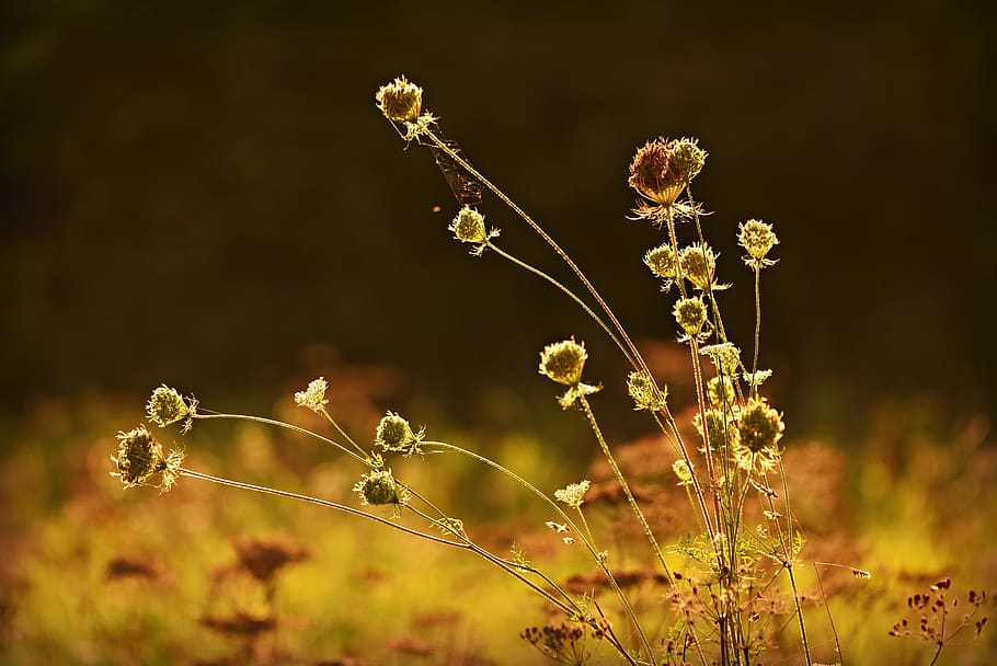 grass, seed head, stem, back light, golden, sunshine, meadow HD wallpaper