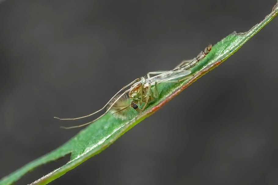 creature, insect, nature, wild, animal, fly, animal themes HD wallpaper