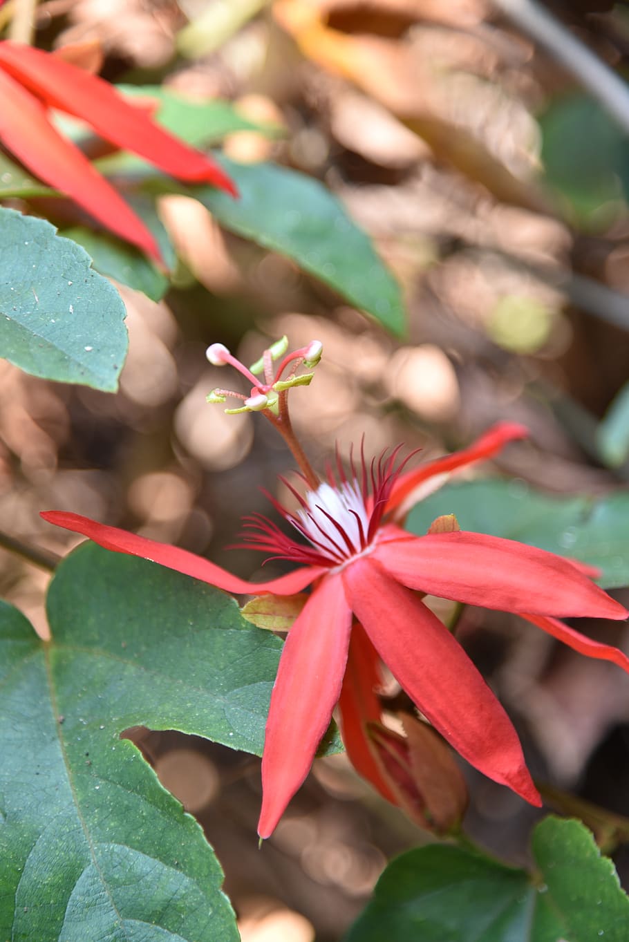 flowers, nature, spring, plant, flora, petals, colorful, flowering HD wallpaper